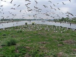 Musoir de nidification, sternes et mouettes - Photo Christian Dronneau